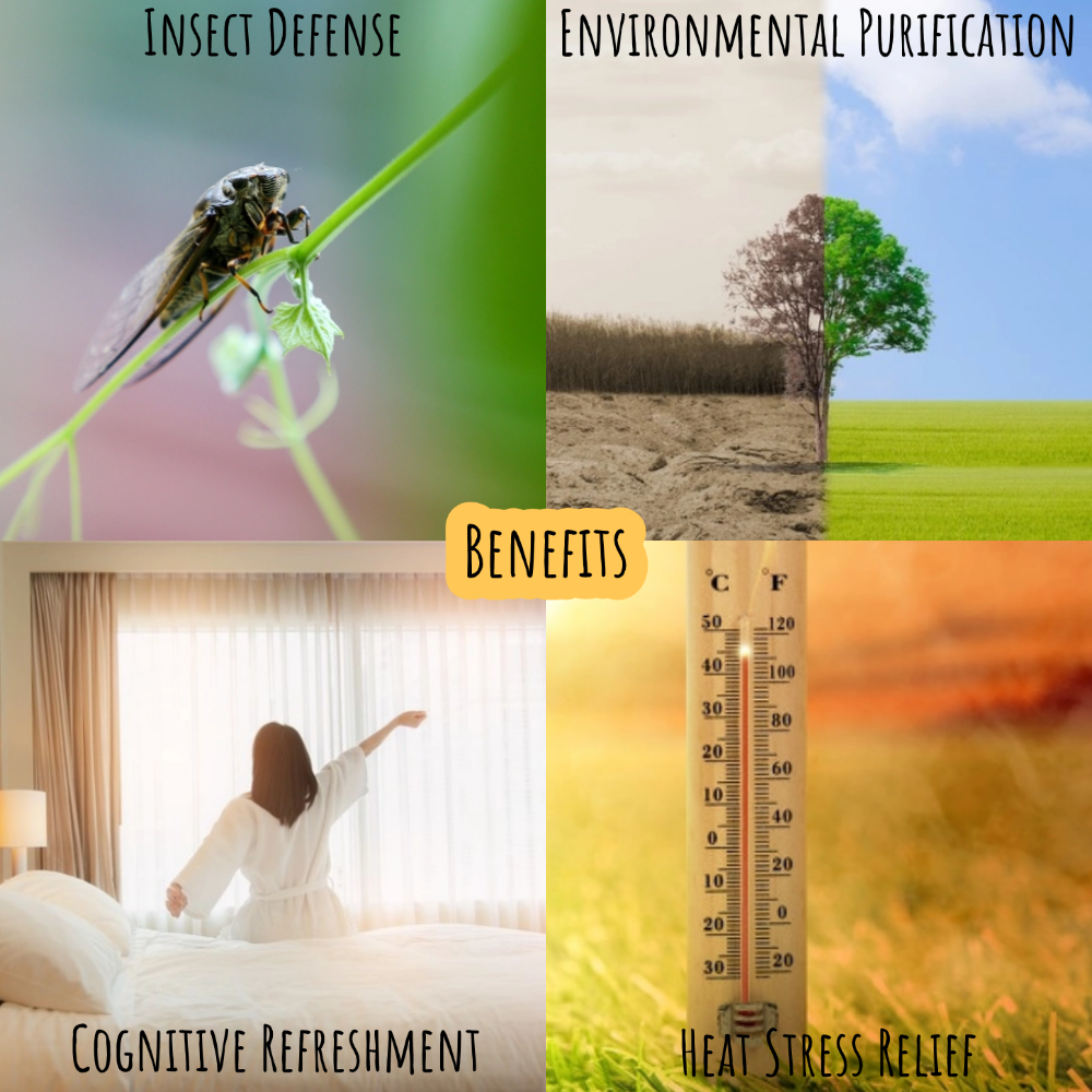 ZenGuard Aroma Beads